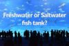 Freshwater-or-saltwater-fish-tank_fishkeepup.com