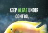 Easy and Fast Way to Clean Algae From Rocks, Glass, Decorations and Algae Bloom form Water in Fish Tank_Fishkeepup_com