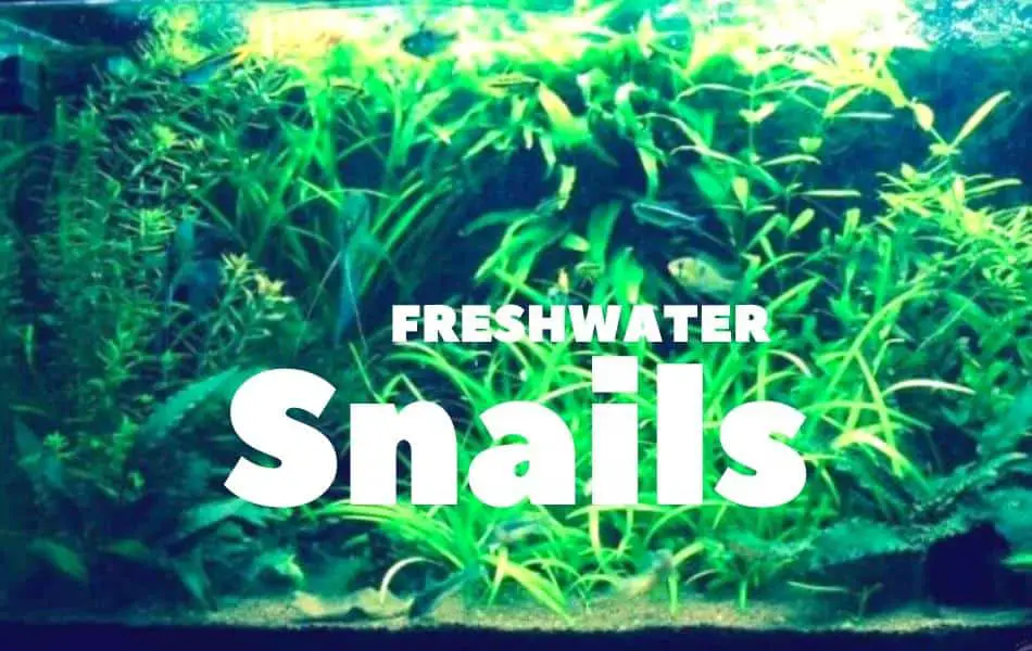 Freshwater Snails in Aquarium