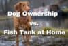 Ultimate-Comparison-Dog-Ownership-vs-Fish-Tank-at-Home_fishkeepup_com