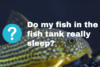 Do-fish-in-freshwater-fish-tank-really-sleep_fishkeepup_com