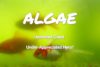 Aquarium Algae: Uninvited Guest or Under-Appreciated Hero?