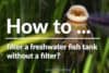 how-to-filter-a-freshwater-fish-tank-without-a-filter