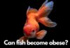 Can fish become obese_fishkeepup_com