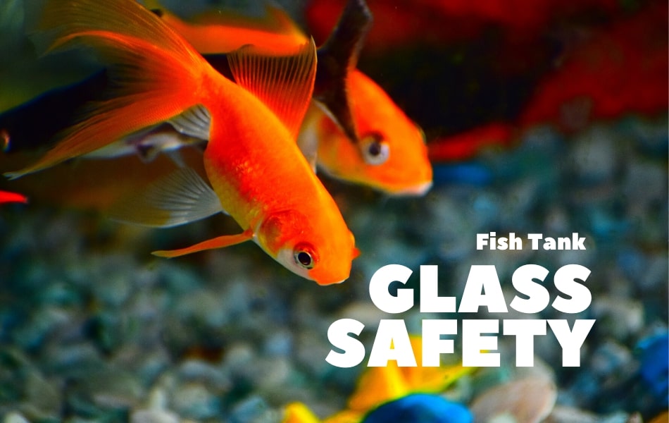 Fish Tank Glass Safety