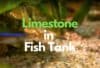 Do I Need Limestone In My Aquarium? Fishkeepup.com