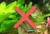 What Is Dangerous To Put In Your Fish Tank? Fishkeepup.com
