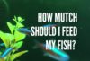 How Much Should I Feed My Freshwater Fish_Fishkeepup_com