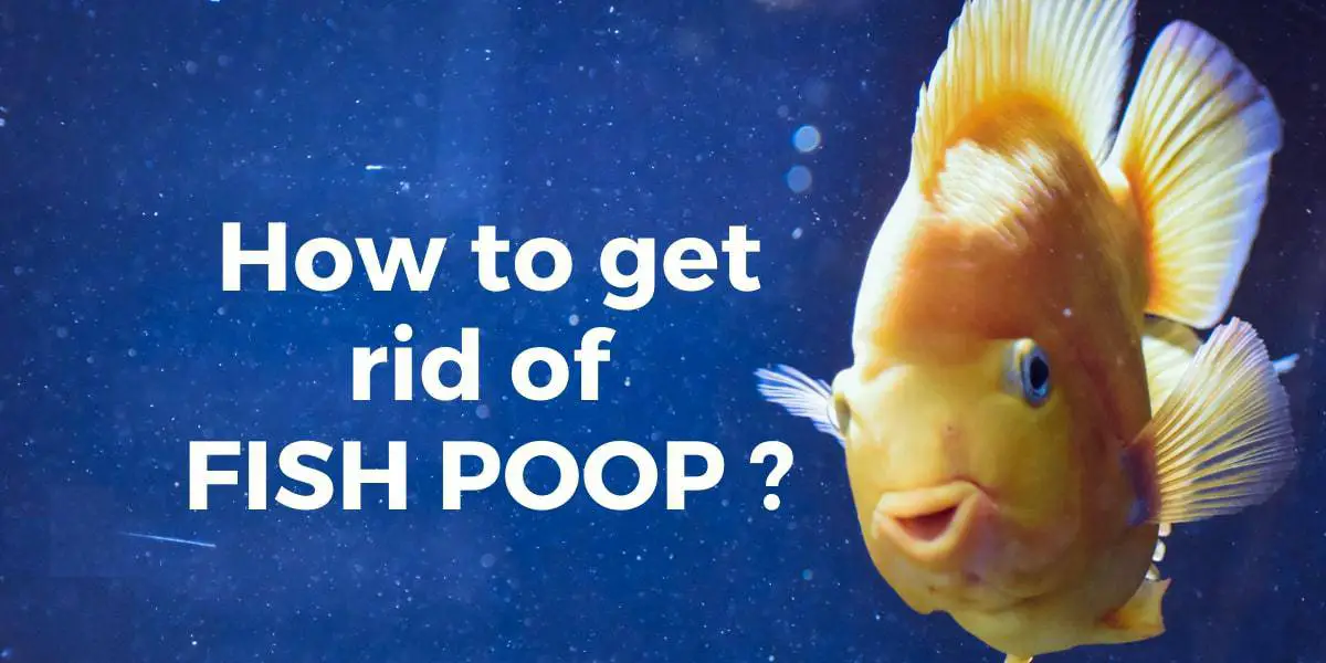 How to get rid of fish poop in tank_Fishkeepupcom_