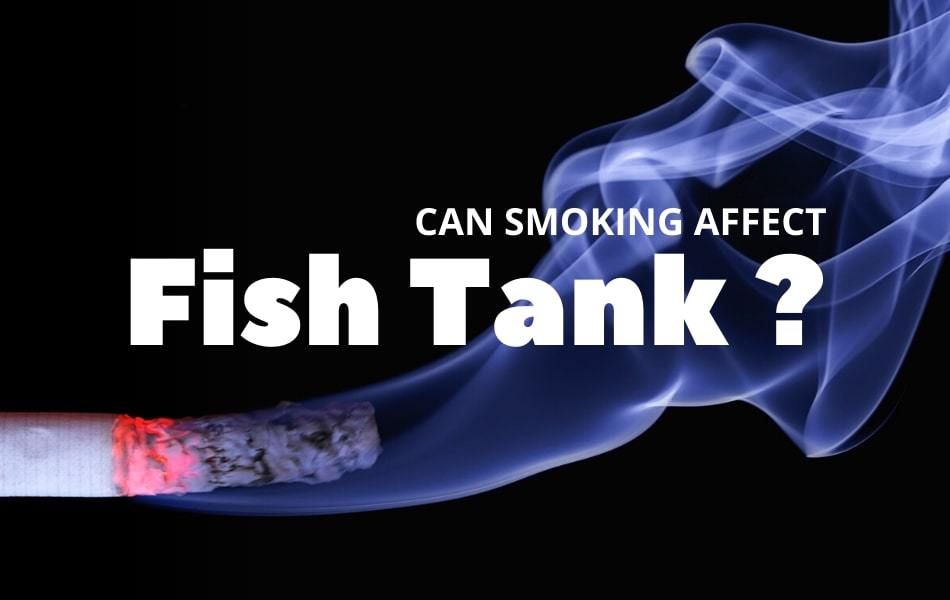 Can Smoking Cigarettes Affect Fish in Fish Tanks Fishkeepup.com