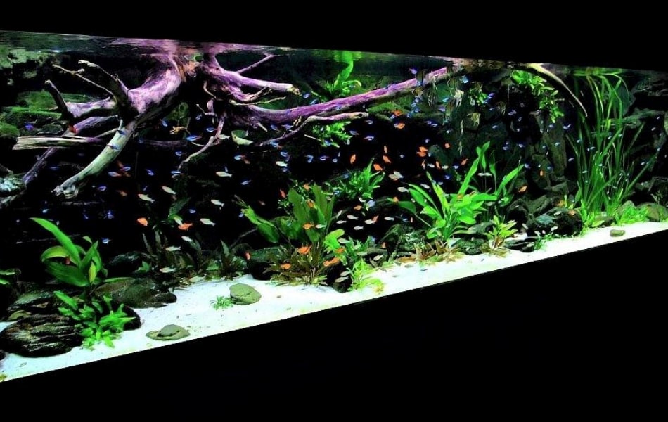 Can a Fish Tank Be Too Big_Fishkeepup.com