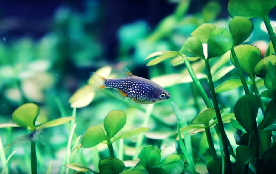 How to Grow Good Bacteria in a Fish Tank_ 8 Steps Fishkeepup.com