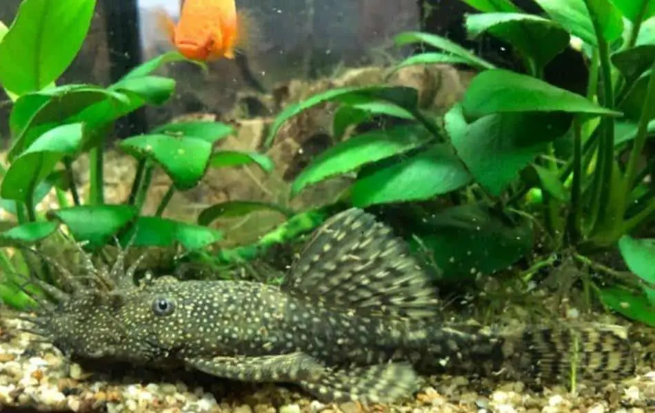 The 19 Best Algae Eating Fish for Freshwater Tanks - Fishkeepup.com