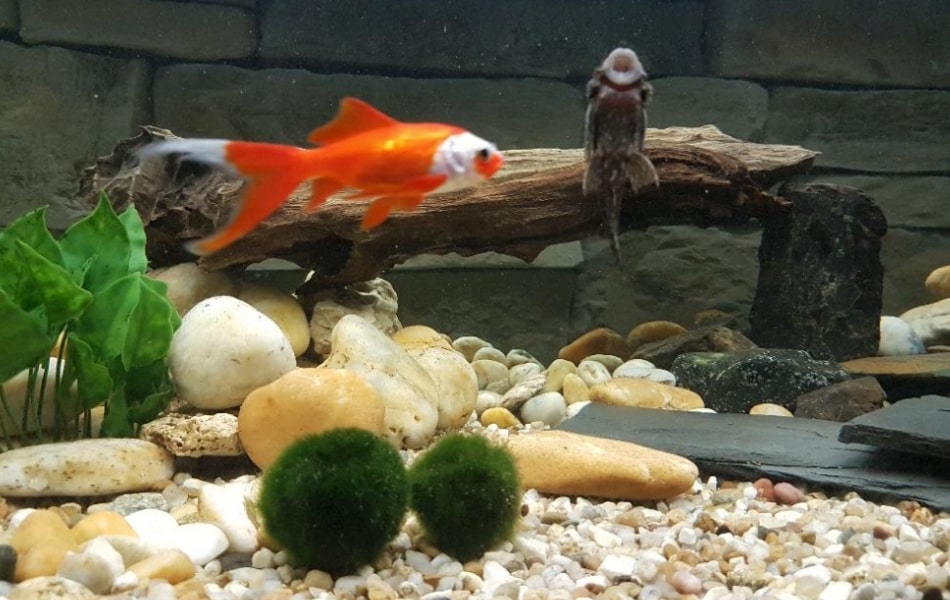Two Moss Balls in Freshwater Fish Tank With Pleco and Gold Fish - Fishkeepup.com