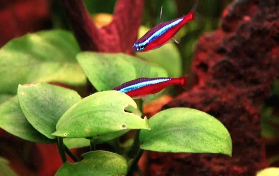 10 Things You Must Never Put in a Freshwater Fish Tank