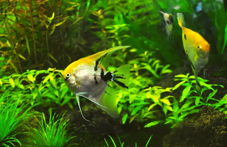 Freshwater fish tanks need regular maintenance to operate well and protect the health of the living fish that inhabit them.