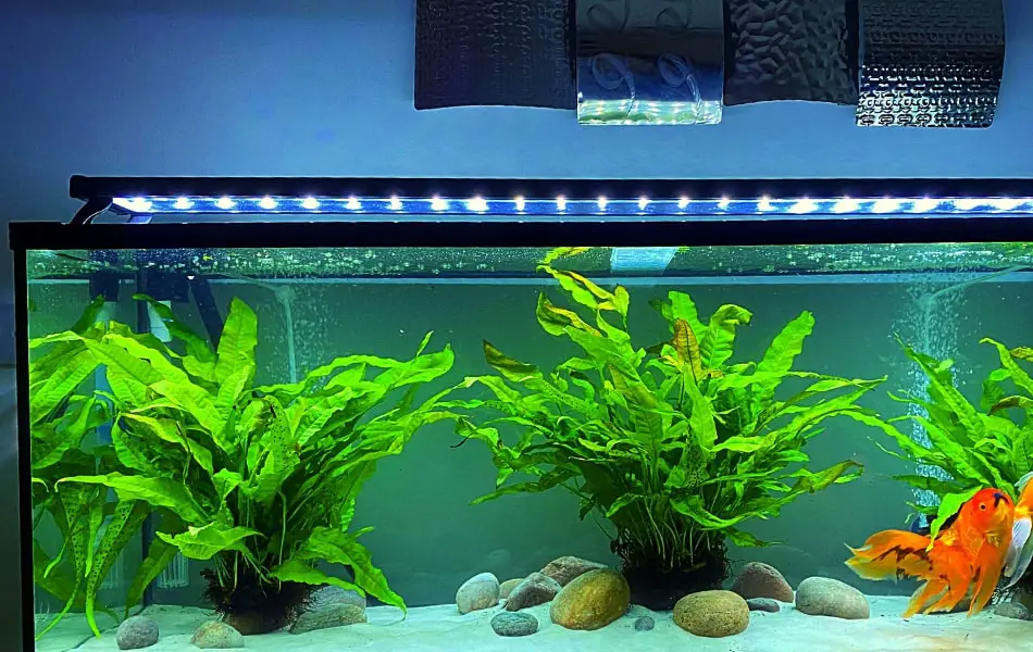 How to Grow Live Plants in a Fish Tank_The Essential Guide By FishkeepUP