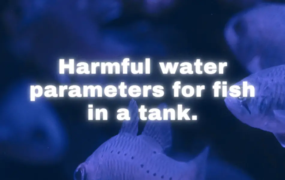 How can ammonia, nitrite, nitrate, pH, and temperature impact the Fish's well-being? How to effectively maintain a safe environment for your Fish Tank?